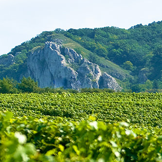 aaaa
