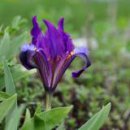 kosatec-nizky-iris-pumila_square