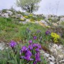 kosatce-na-palave-kocici-skala_square